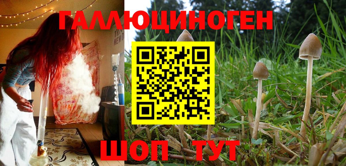 Галлюциногенные грибы Psilocybine cubensis Краснодар
